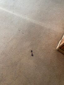 Dog poo on the carpet. A staff member was hanging out on his cell phone not far from here. It was there for two days. The second day someone stepped in it and it was smeared down the hall.