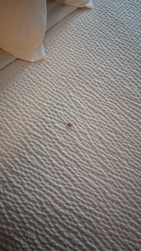 Cockroach in the bed.