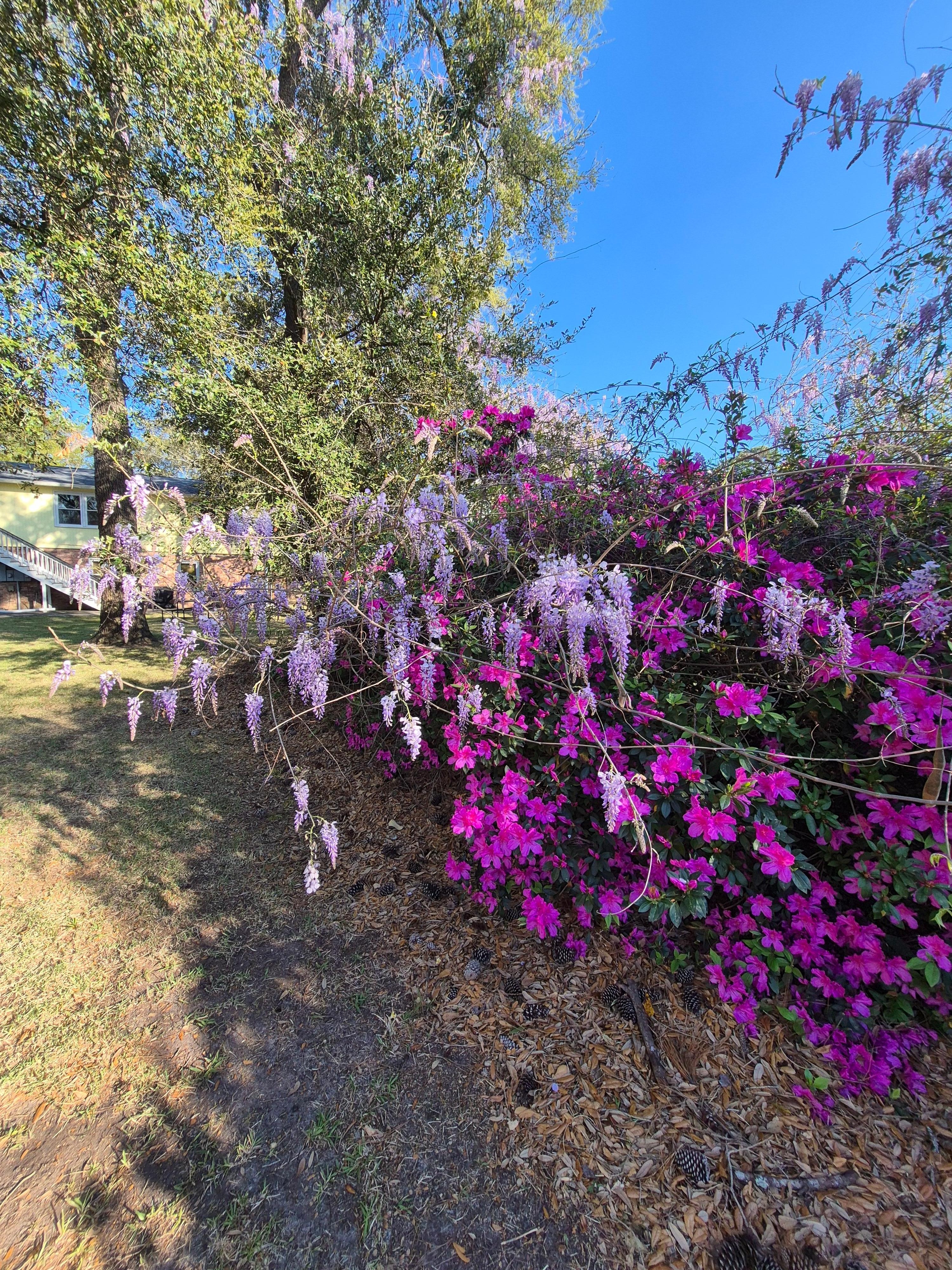 Azaleas and wisteria in the side yard