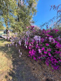 Azaleas and wisteria in the side yard