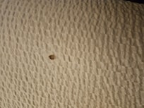 Blood on bed sheet