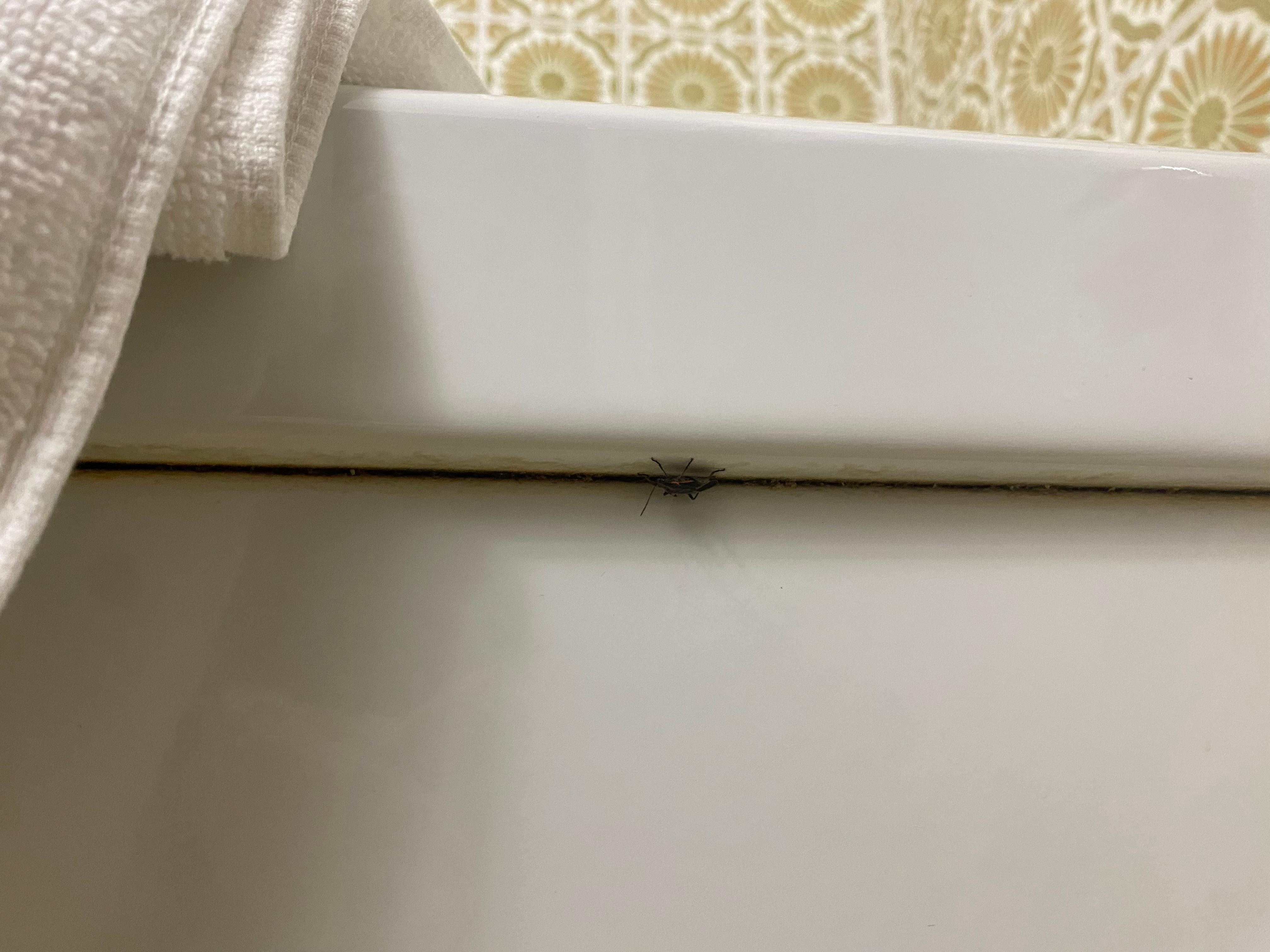 Bug under bathtub lip.