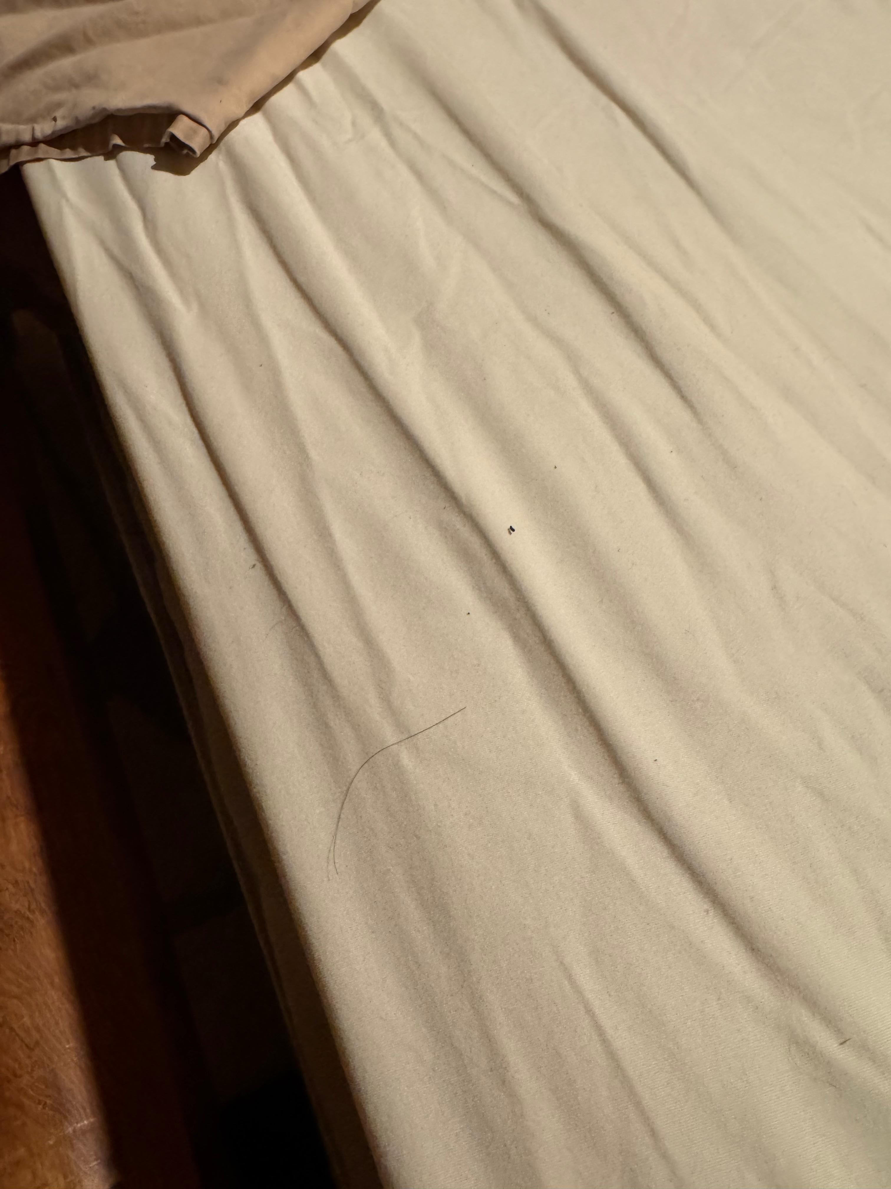 Hair on linen (as found on arrival)