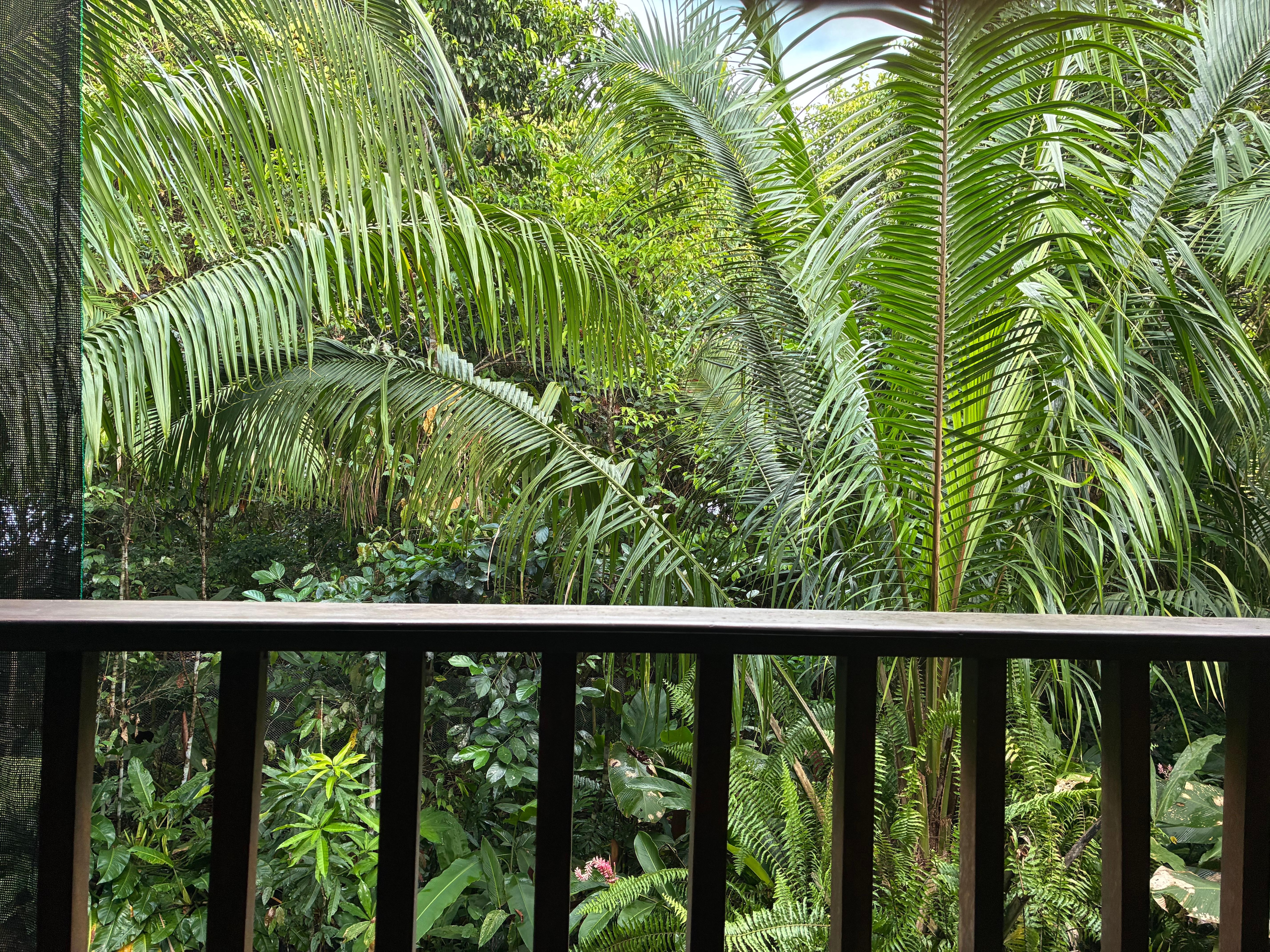 Jungle outside the main bedroom