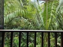 Jungle outside the main bedroom