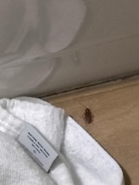 Cockroach in the room after we were moved after complaining about the first room.
