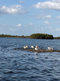 View from the kayaks...