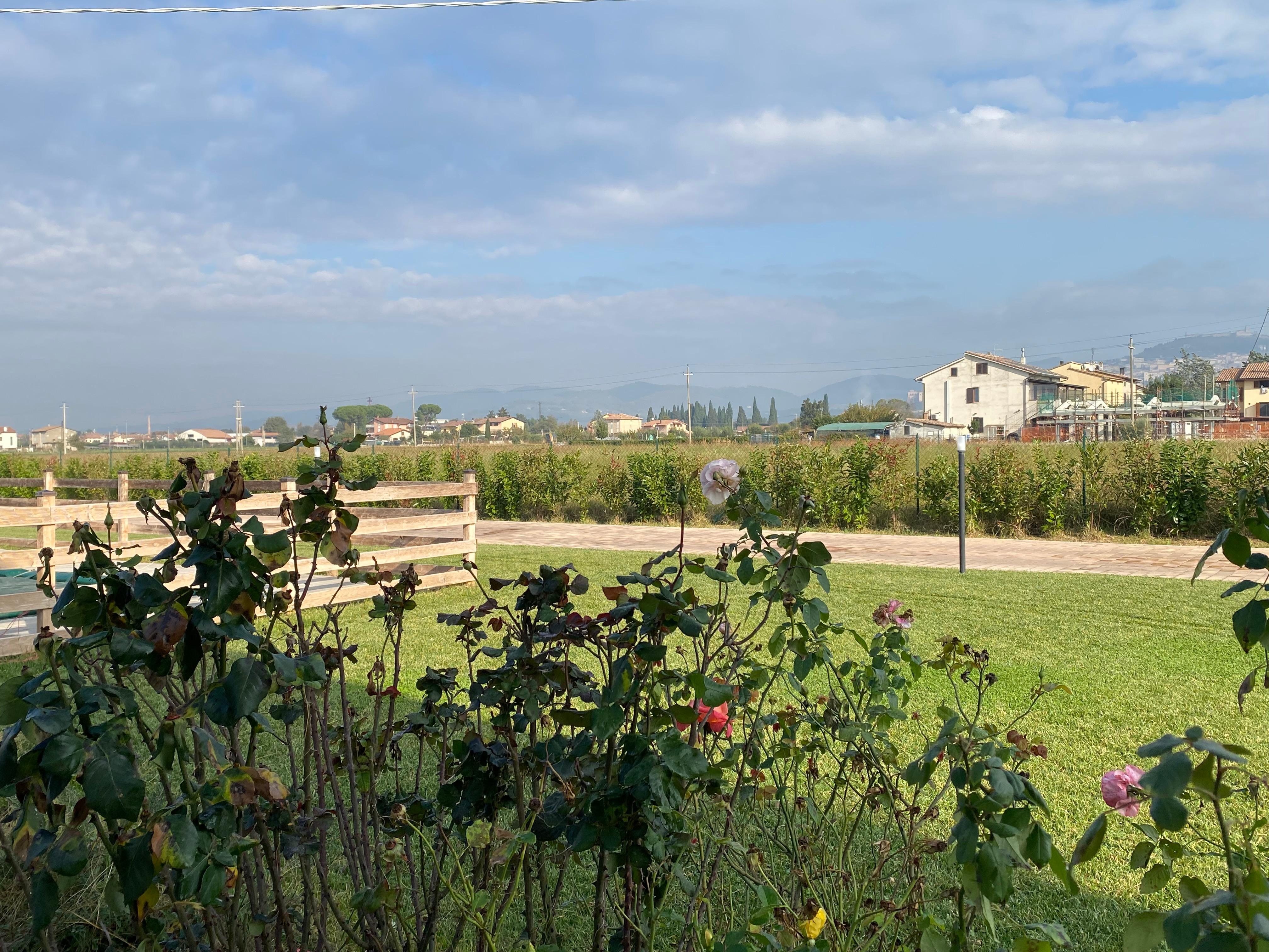 The Beautiful Rose Garden