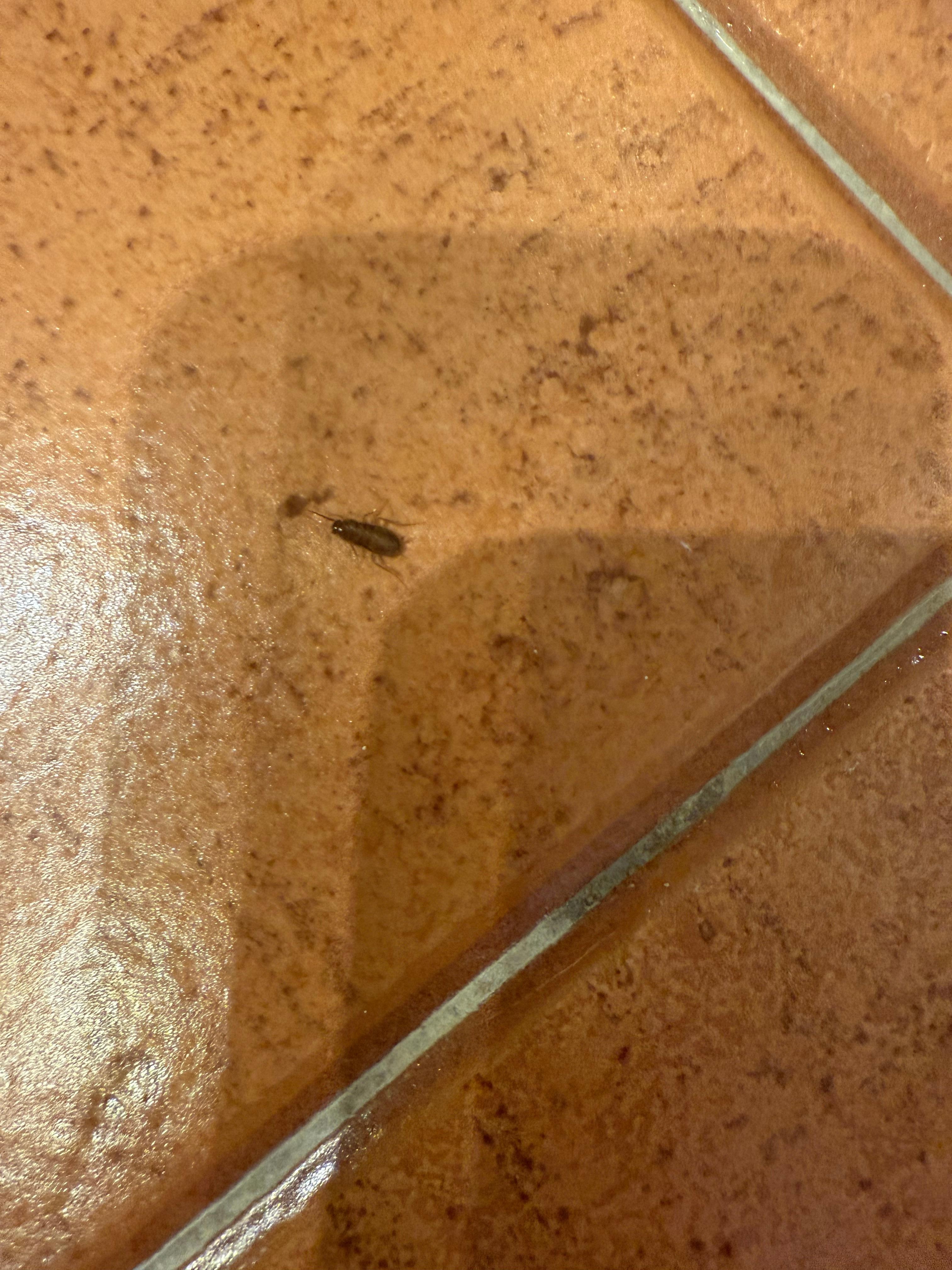 Cafard dans la salle de bain 