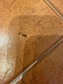 Cafard dans la salle de bain
