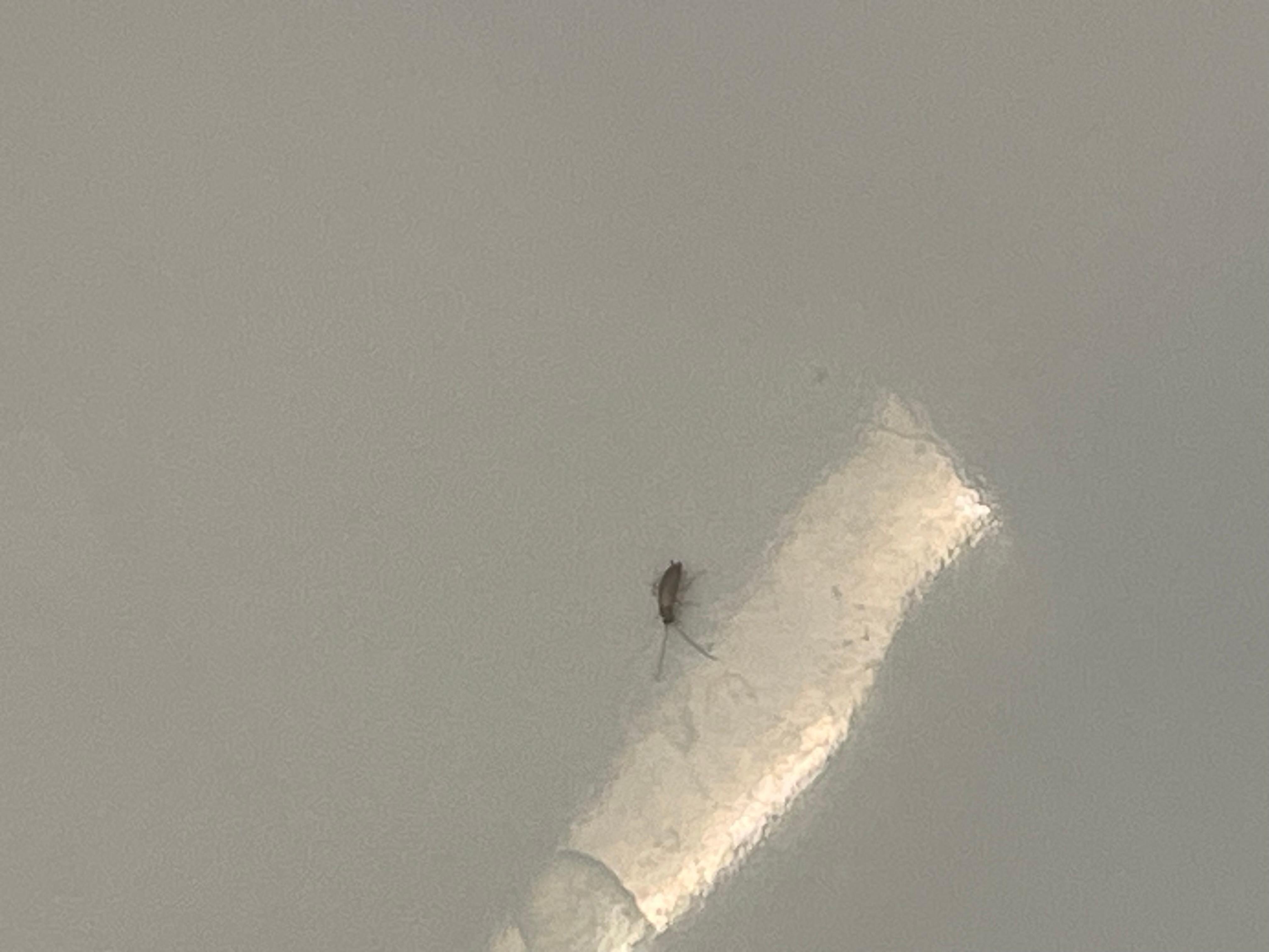 Roach the small ones we were afraid to bring an infestation to the car or home