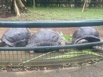 These 3 tortoises were a great surprise.
