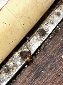 Dead roaches in threshold of bathroom