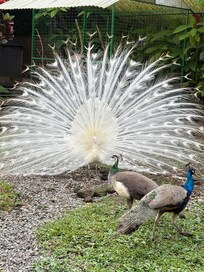 Peacocks