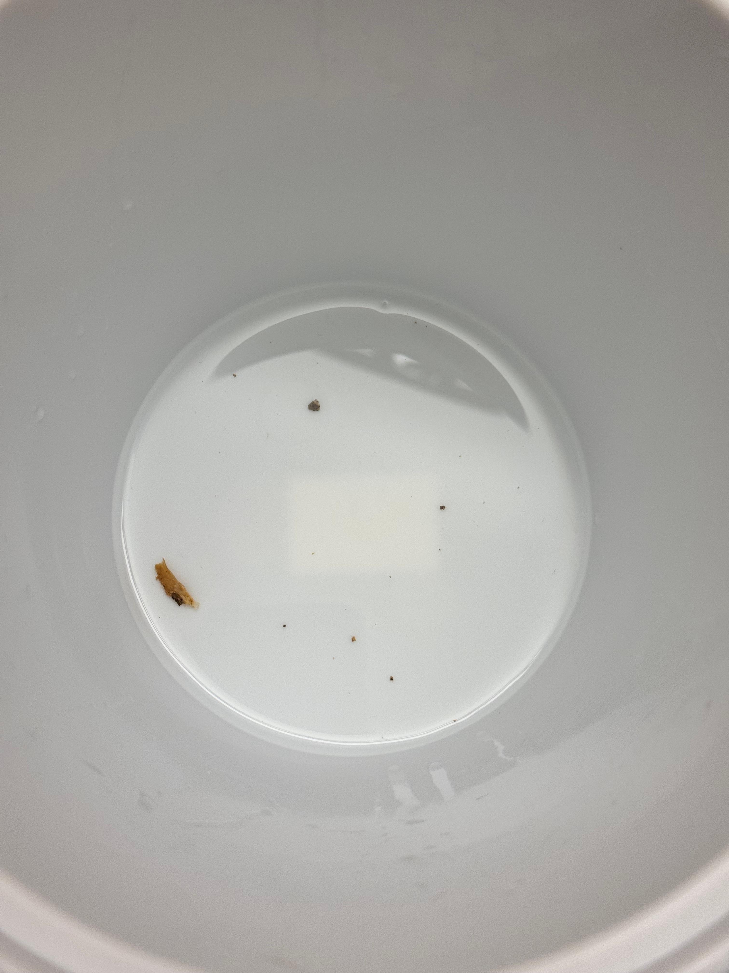 Mold From Ice Machine.