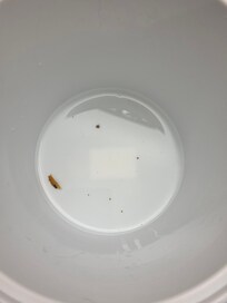 Mold From Ice Machine.