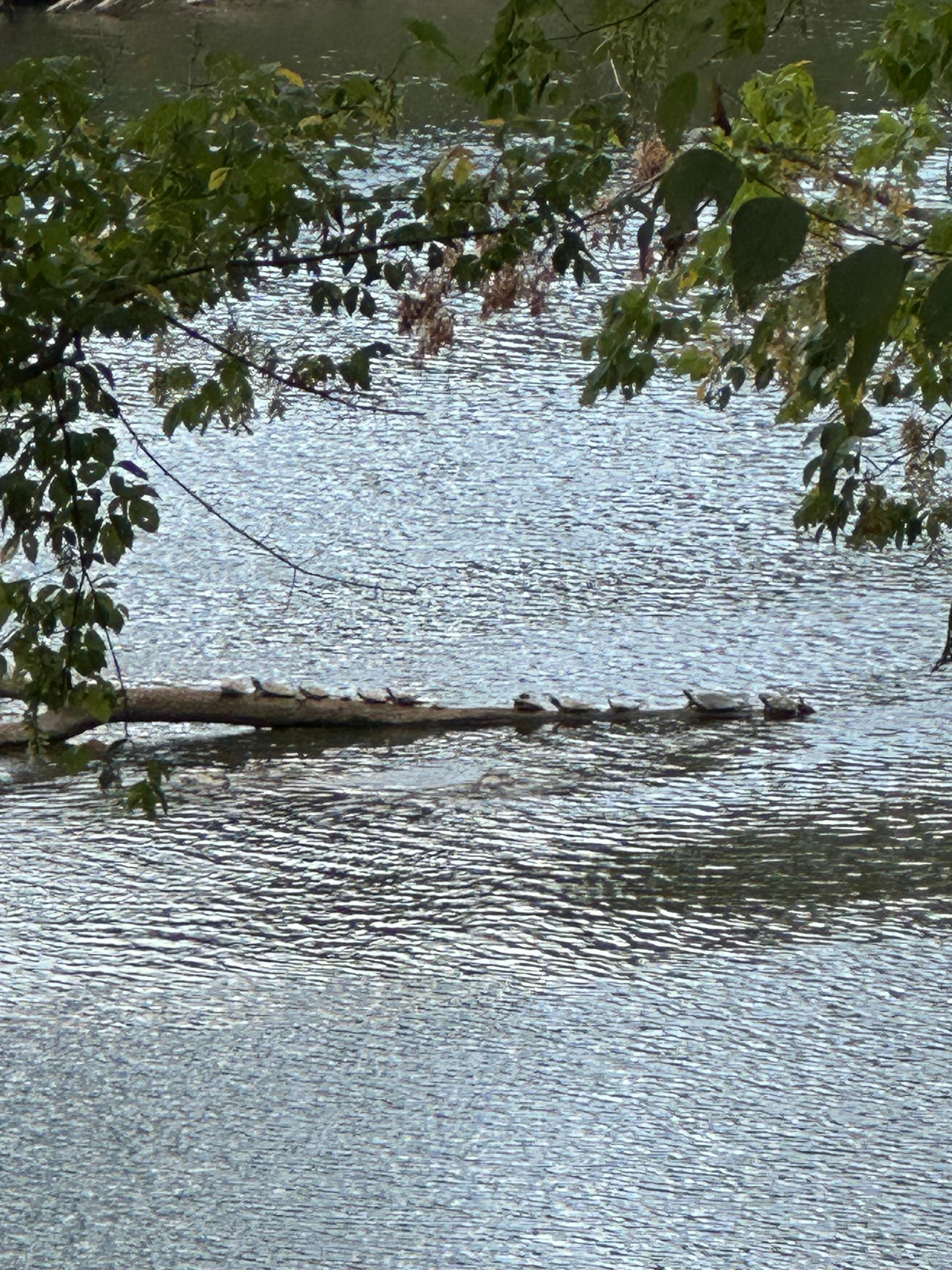 Some of the turtles.. I don’t know.. they made me happy! 