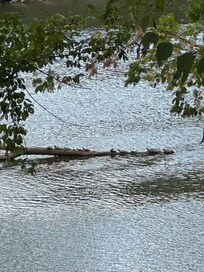 Some of the turtles.. I don’t know.. they made me happy!