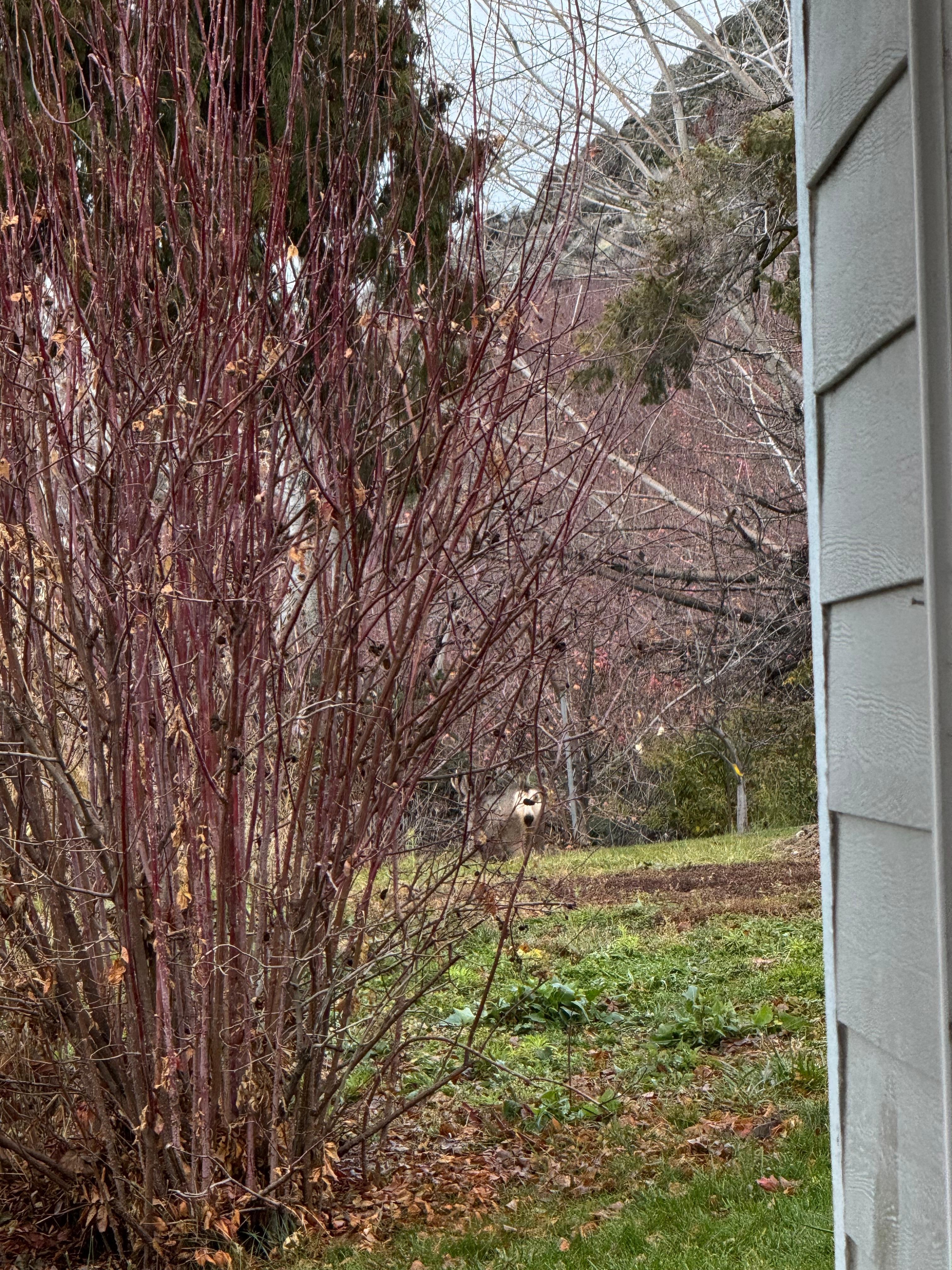 Buck came right into backyard. Was too slow on photo taking as he walked away. 