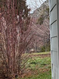 Buck came right into backyard. Was too slow on photo taking as he walked away.