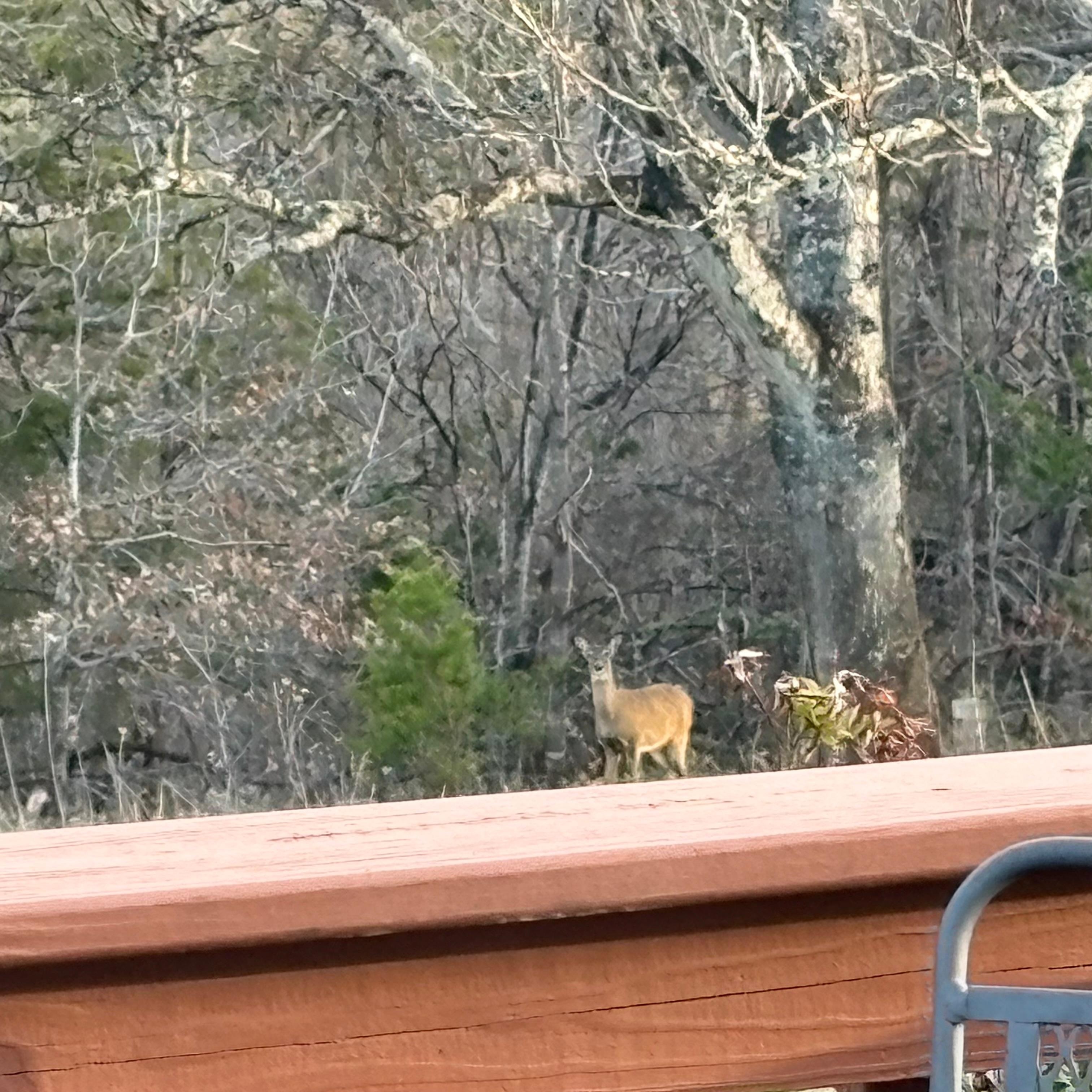 Daily visits from the local deer