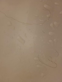 hairs on tub floor and no wash cloths