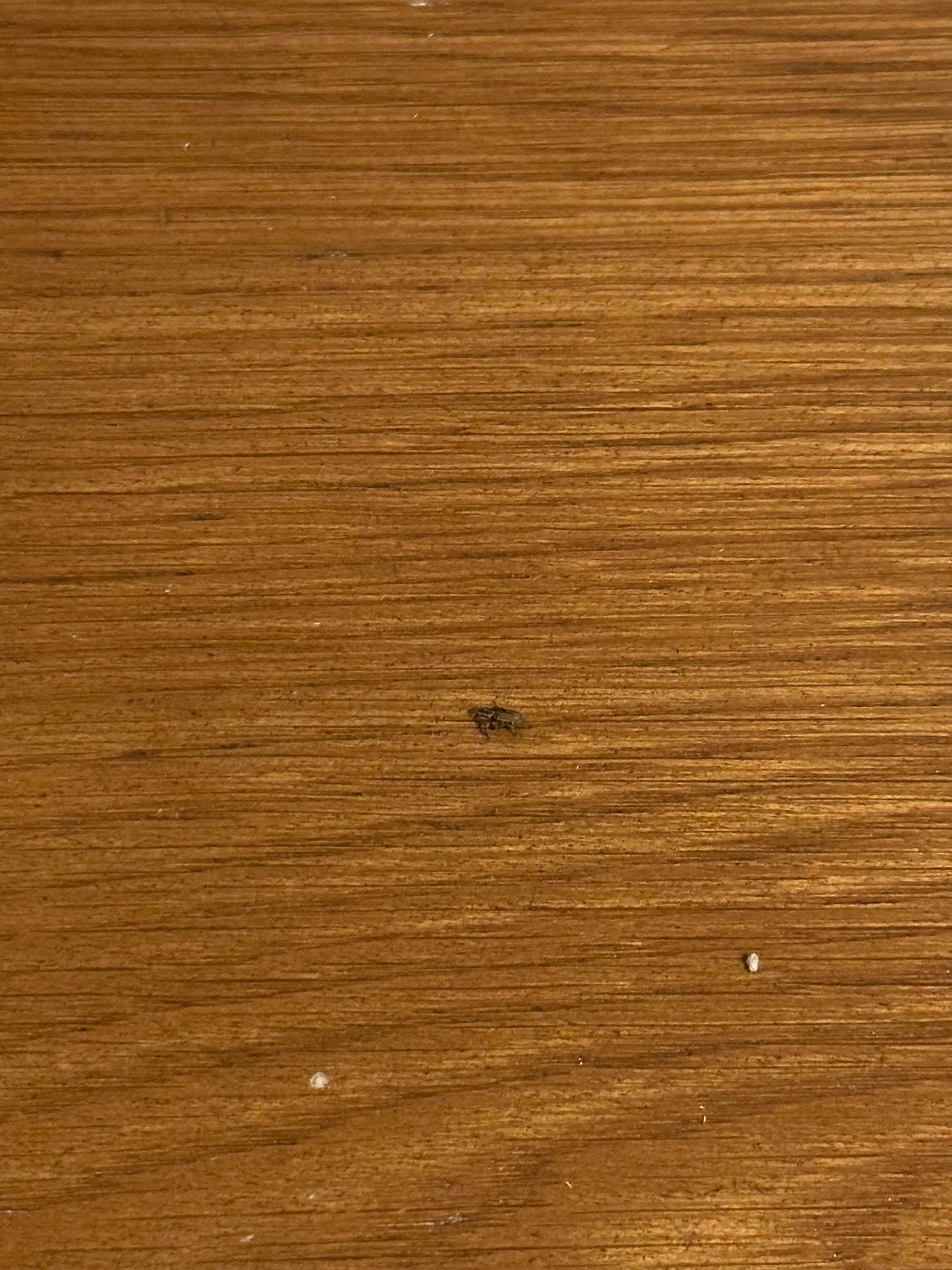 Bug that crawled out from guest book 