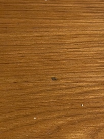 Bug that crawled out from guest book