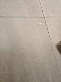 Hairs on the bathroom floor