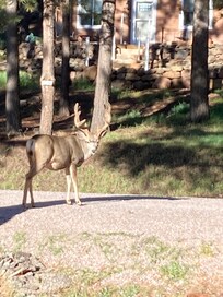 Big buck early morning in front of the house.