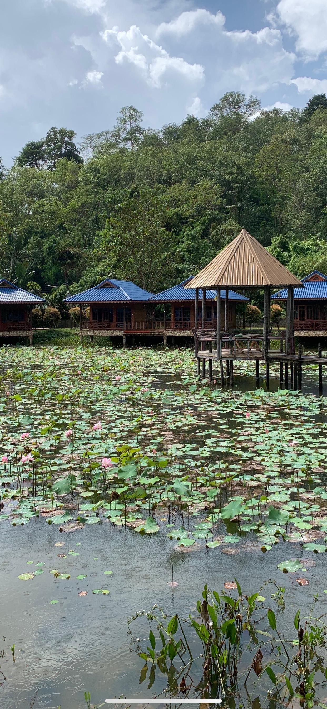 Bel étang avé des lotus en fleurs.