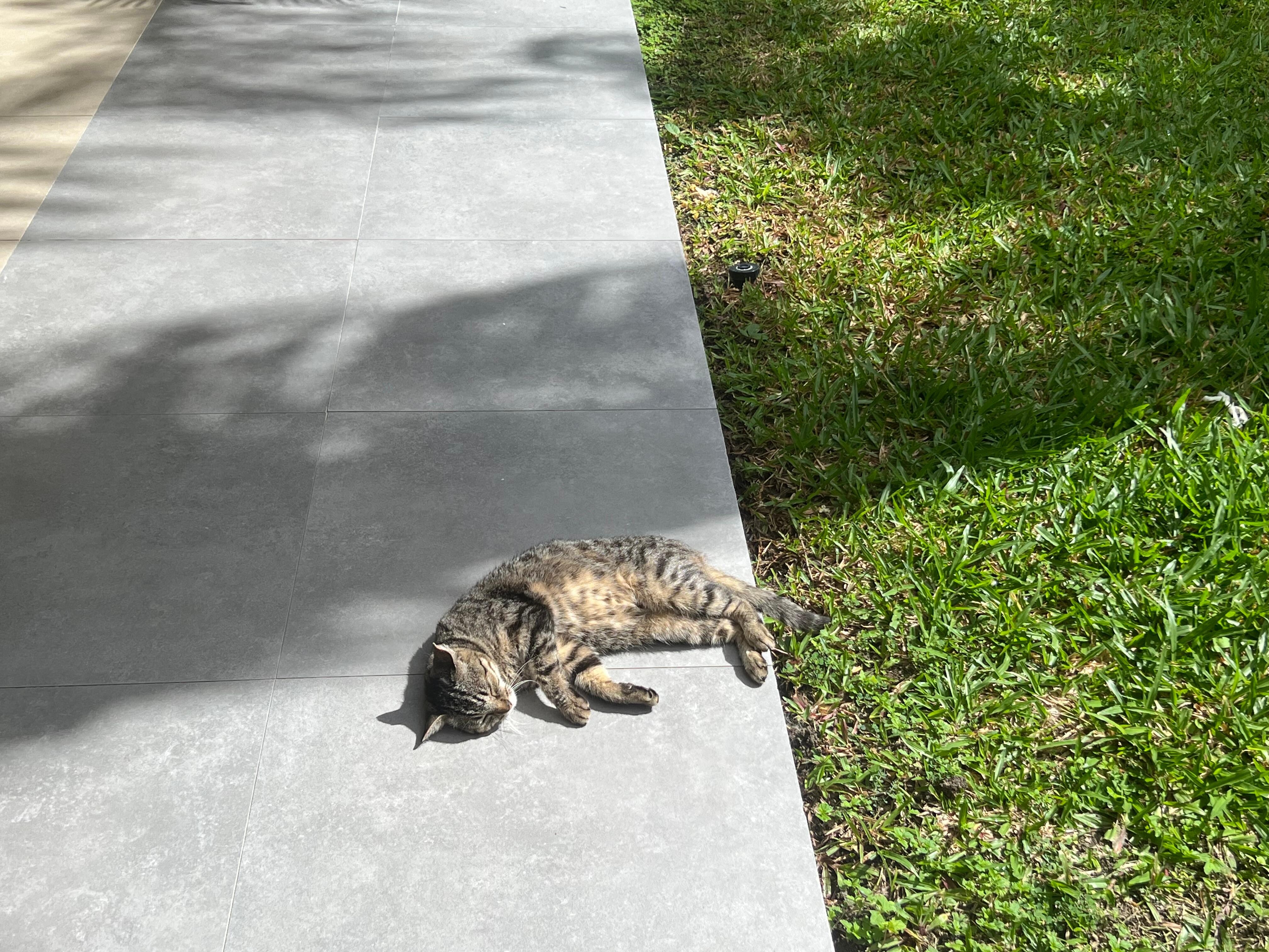 Adorable and friendly cat 