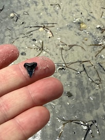 Kayaked over to Alligator Point from the backyard of Legasea and found 3 sharks teeth along with numerous shells.