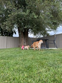 Inside dog park