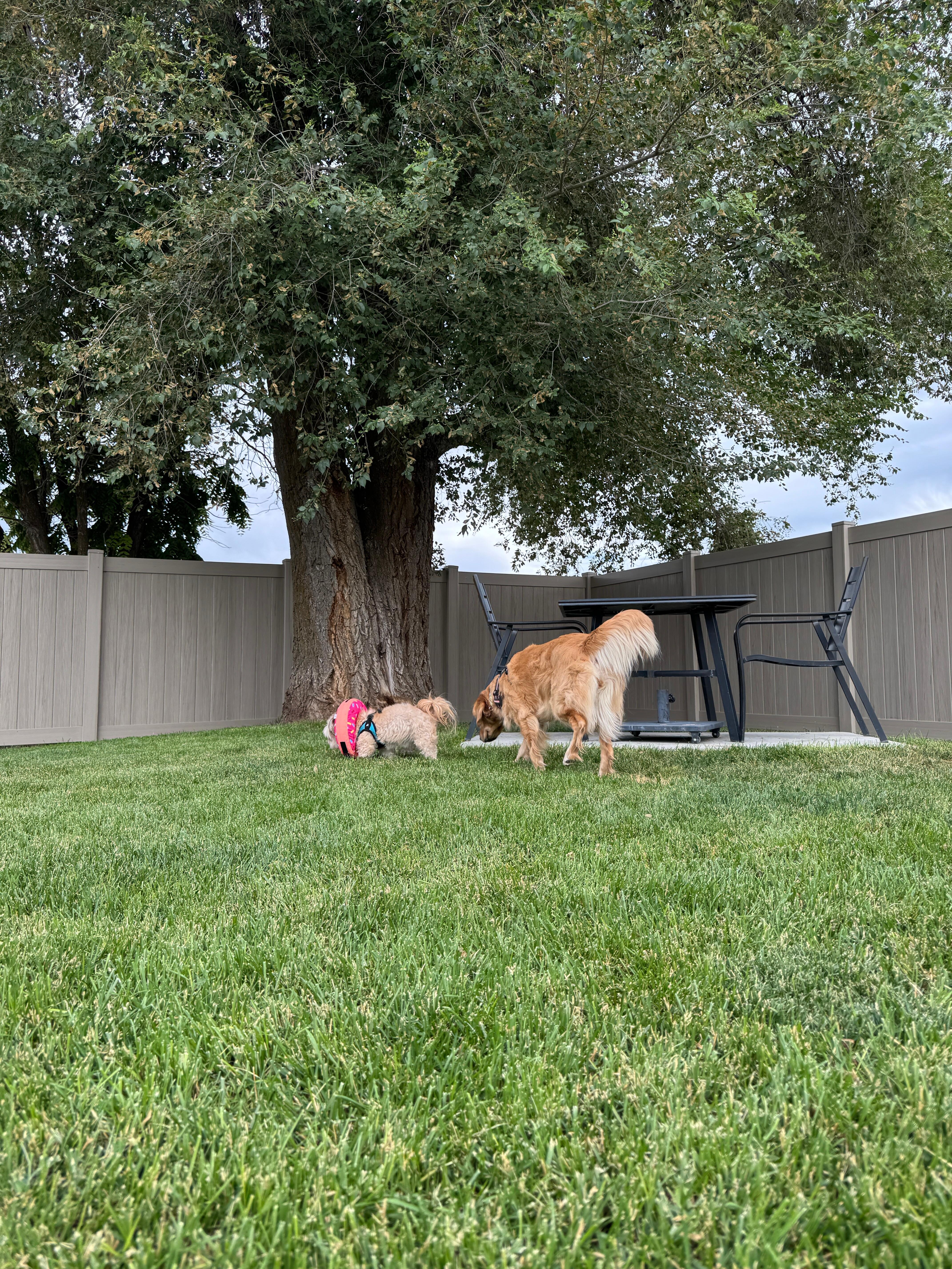 Inside dog park