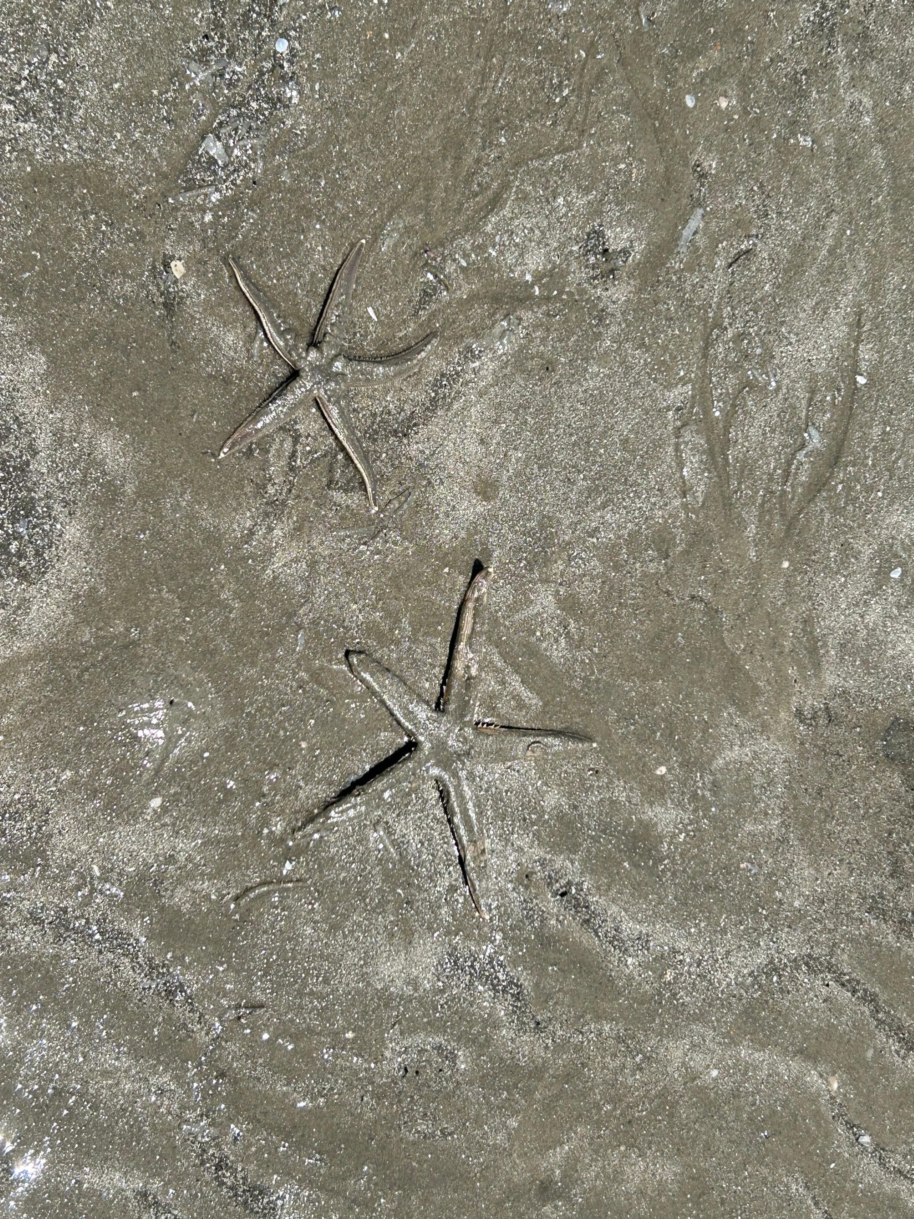 Starfish 