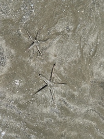 Starfish