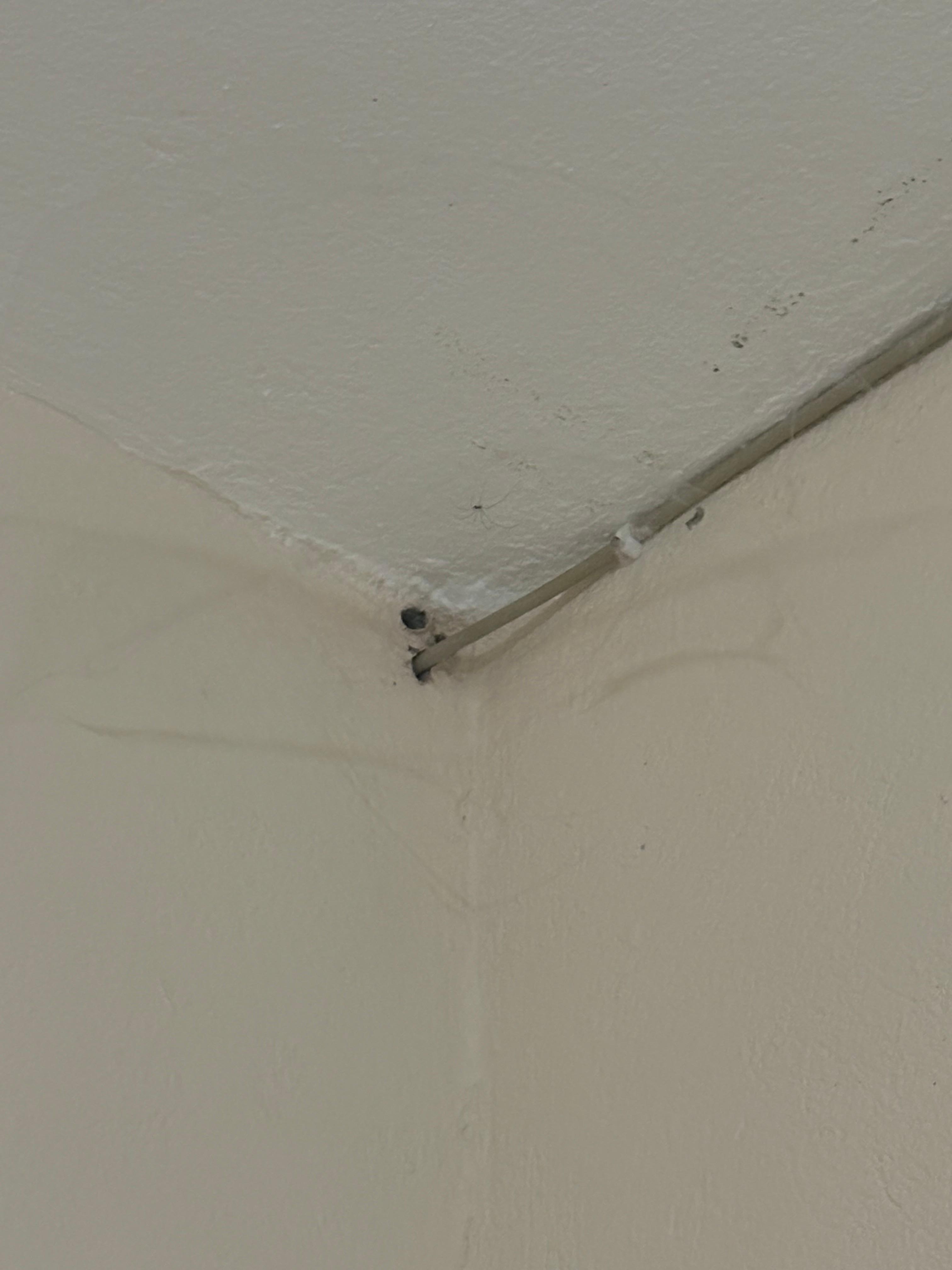 Infestaciones de Arañas 