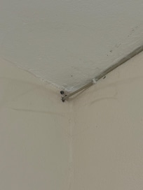 Infestaciones de Arañas