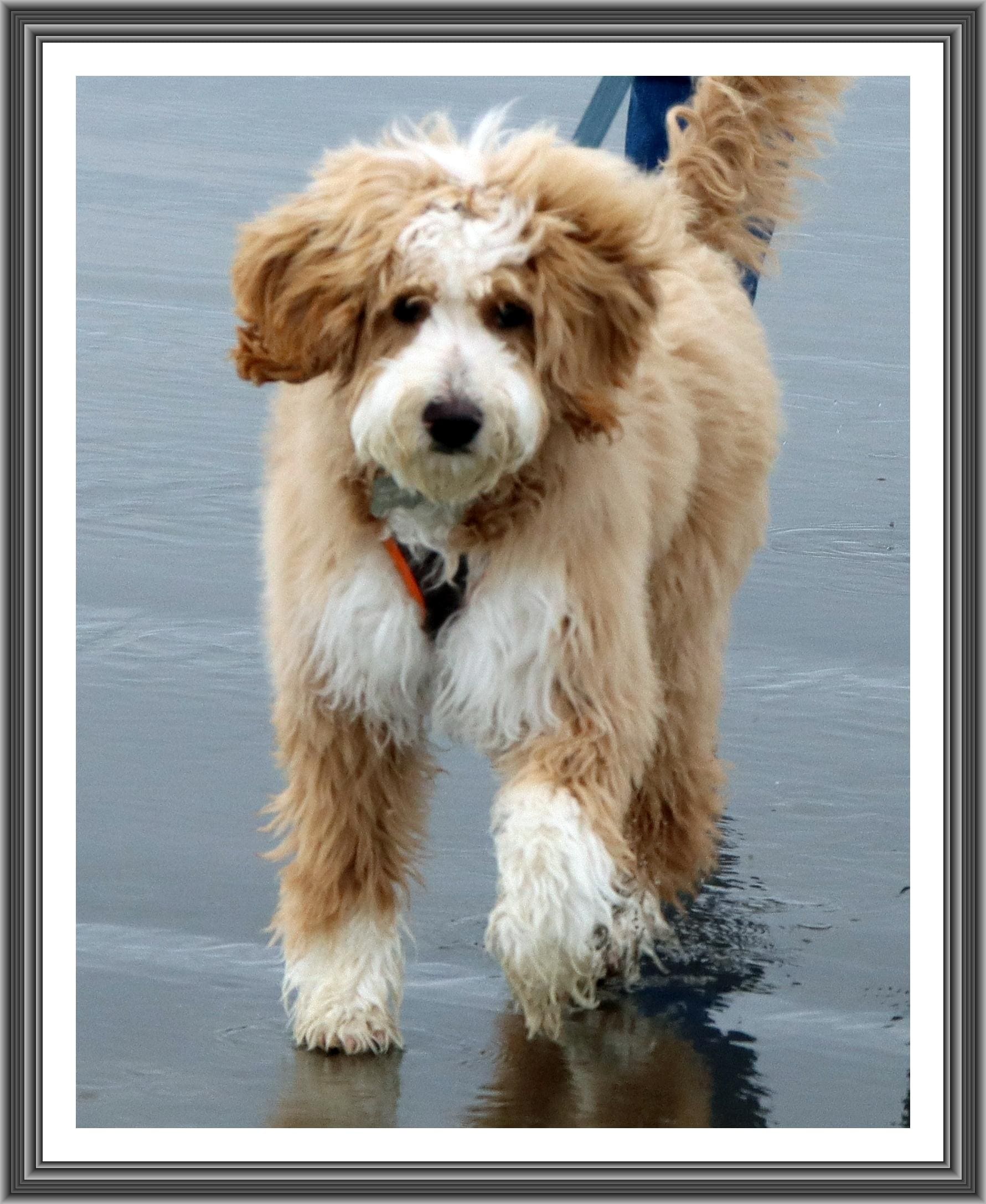 Milo's first beach trip