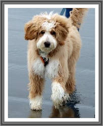 Milo's first beach trip