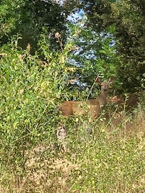Sweet deer we saw right outside the front door!