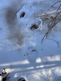 Bear tracks in the snow down by Piper Pond