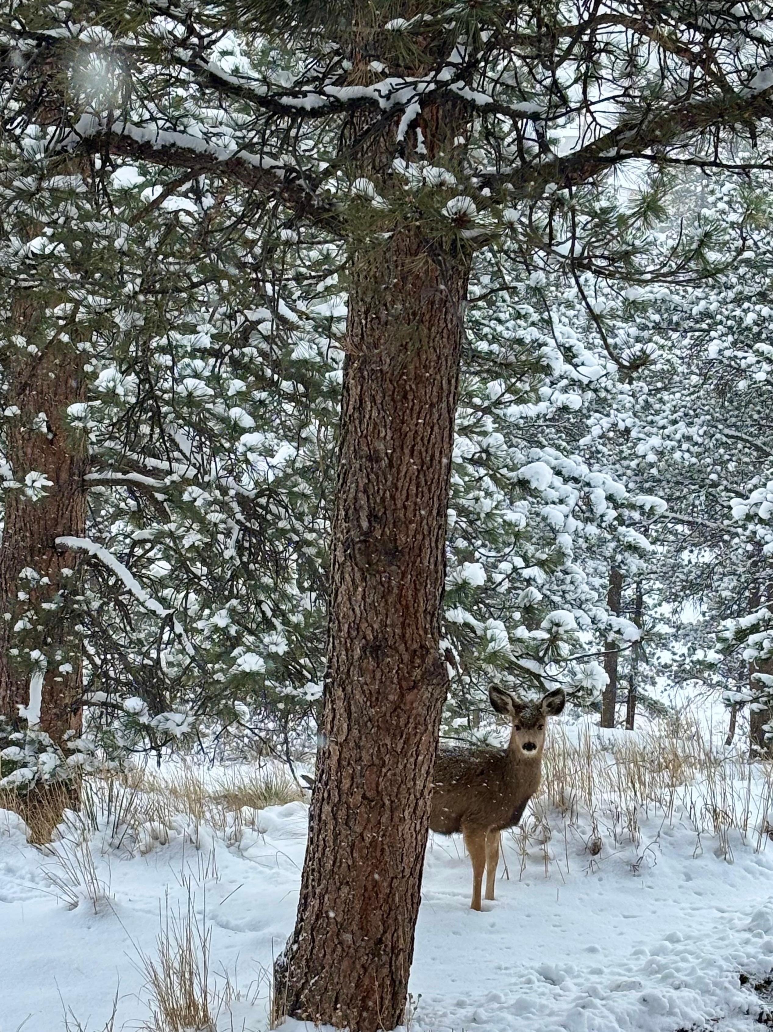 Saw the deer daily 