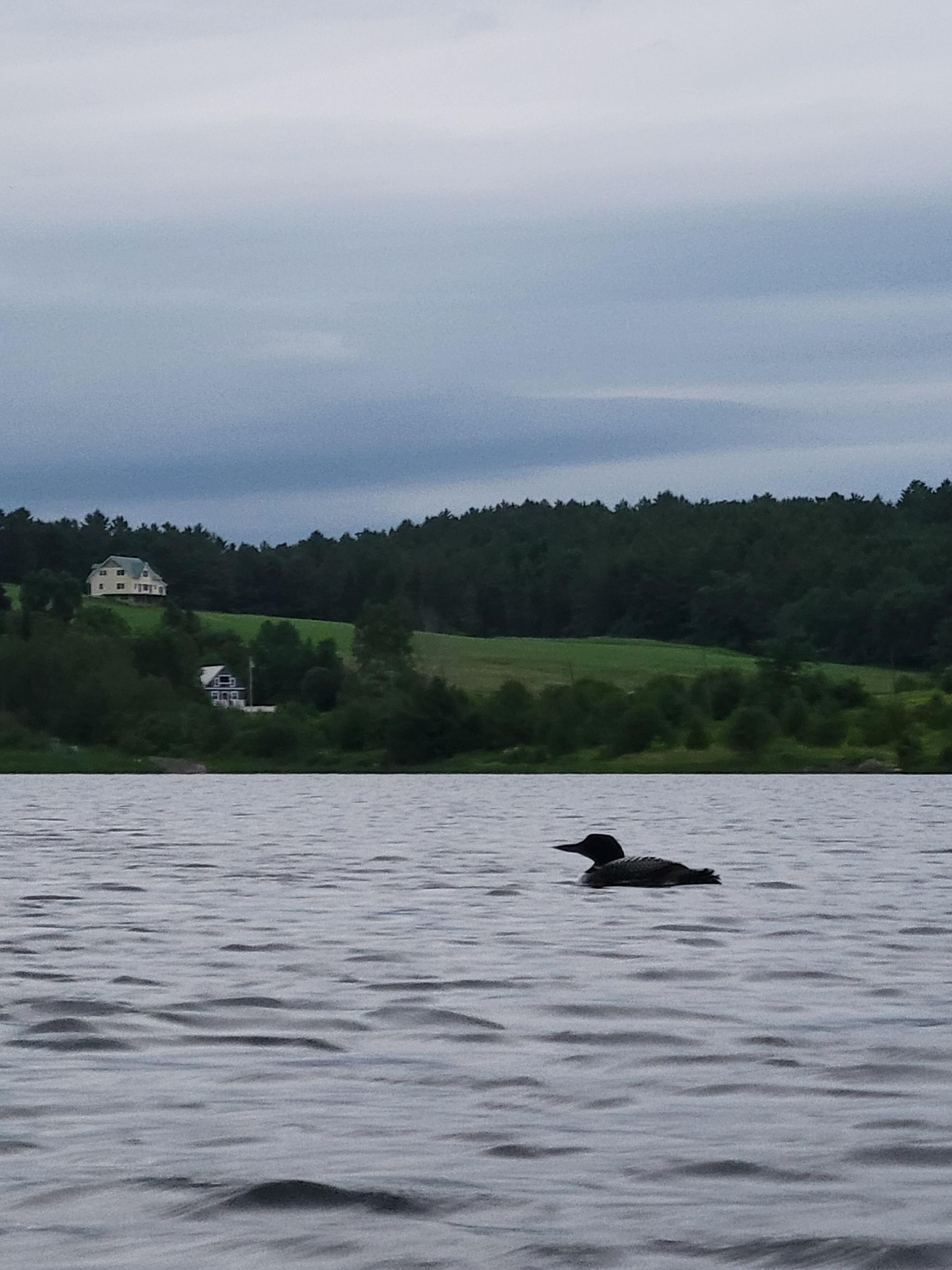 Loons