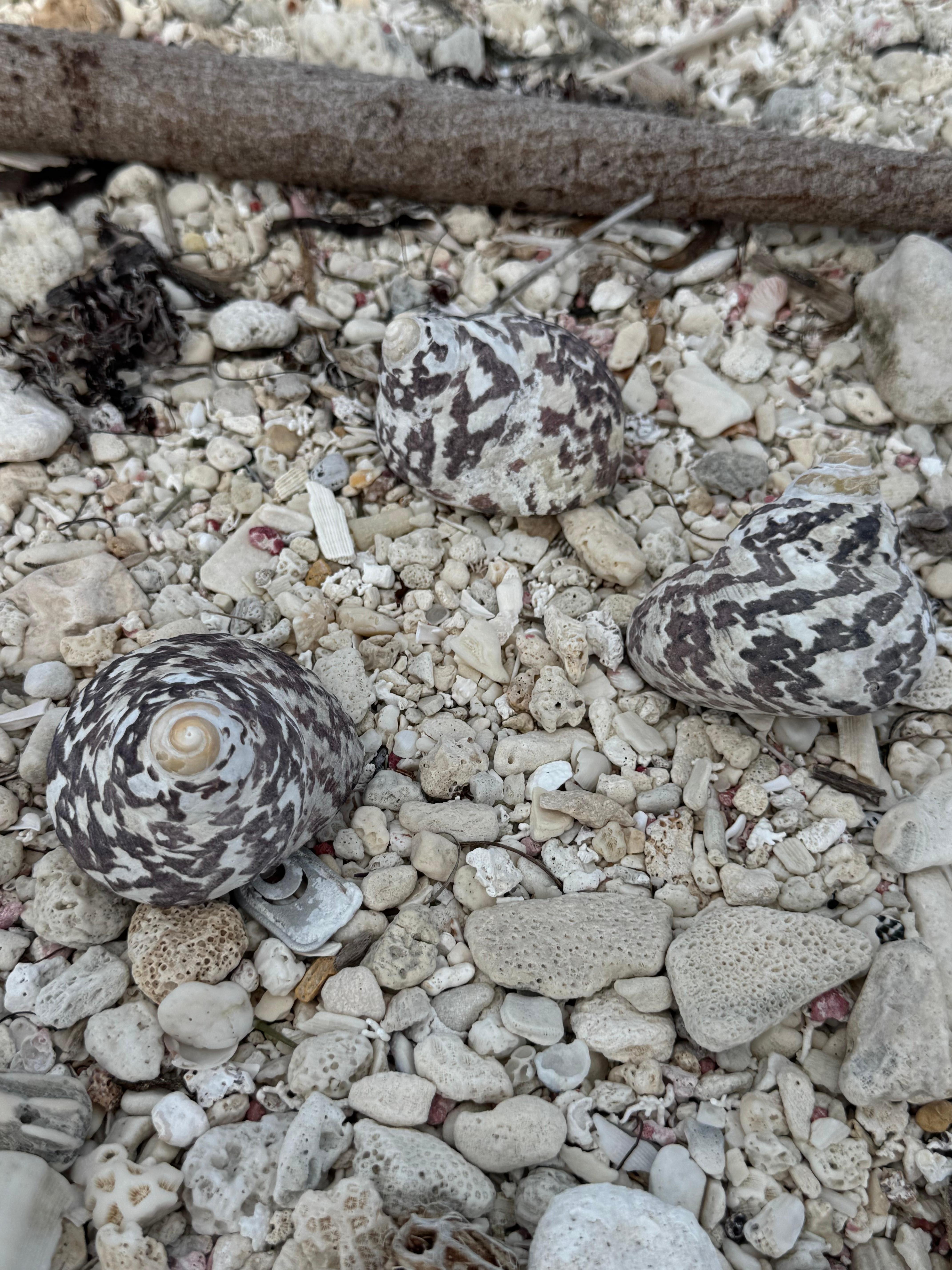 Gorgeous shells and hermit crabs