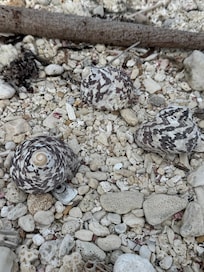 Gorgeous shells and hermit crabs
