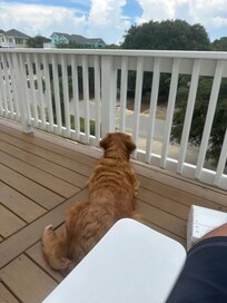 Milo enjoyed watching the street every morning from the upper deck!