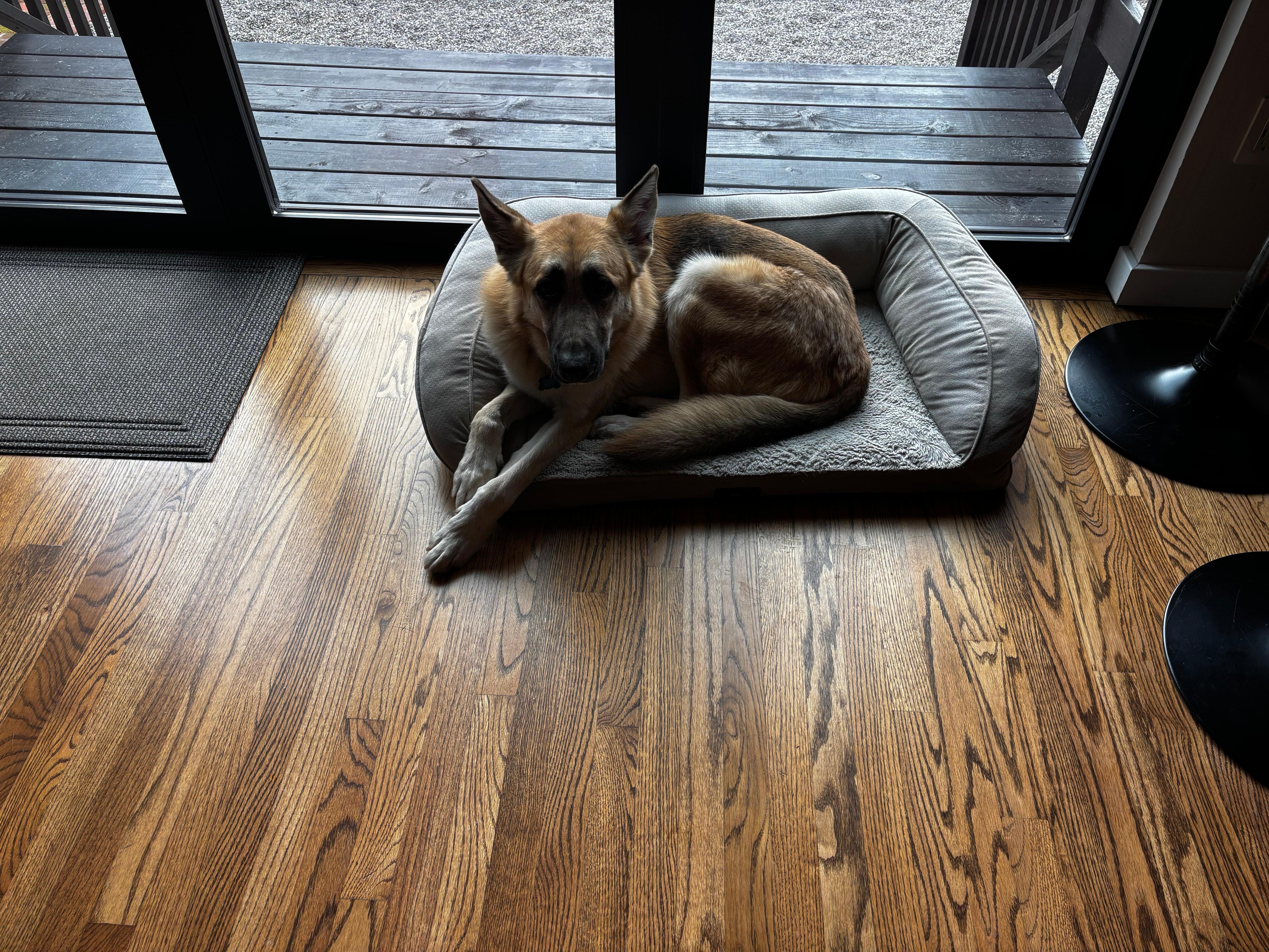 Feeling right at home. He brought his bed, but he felt right at home.