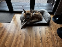 Feeling right at home. He brought his bed, but he felt right at home.